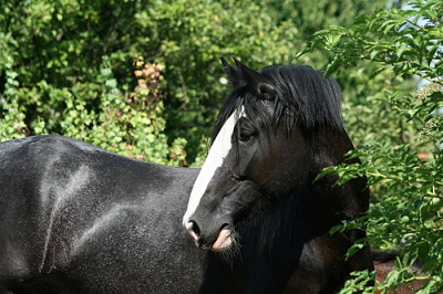 ZOO Vykov erven-ervenec 2007