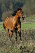 Hebec Boon N Sizzle
