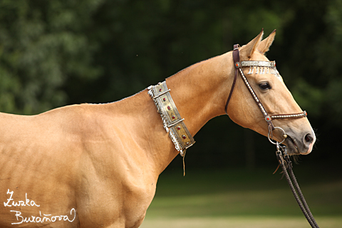 Achal Teke Dorkeik ervenec 2009