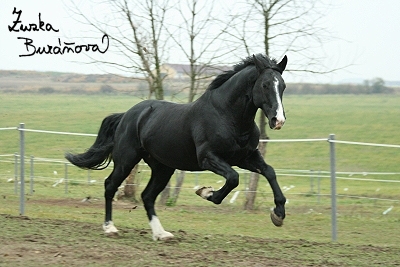 JS Alpin Horse jen 2007
