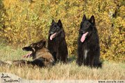 Asta, Aisha a Fox