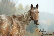 Appaloosa