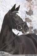 Hebec Esprit Royal (Kodex Royal)
