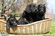 Flat Coated retriever