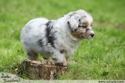 Australsk ovk