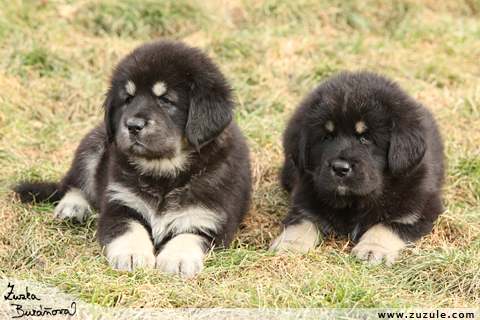 Tibetsk doga