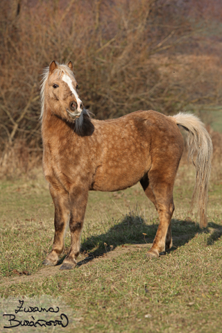 Pony Deny