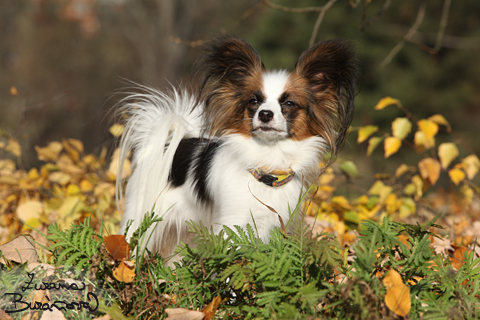 Papillon