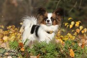 Papillon