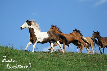 Stdo na obzoru