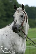 Hebec Legacy Black Taurus