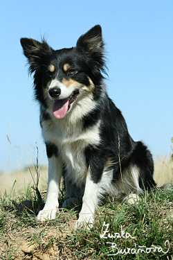 Border kolie