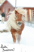 Klisna Air of Chestnut Stable