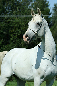 Pohled 58